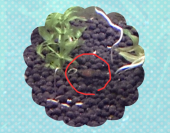 出産 画像1