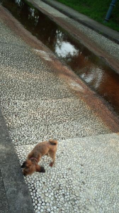 白神山地・青森ねぶた 画像2