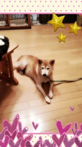 ☆我が家の宝物♪☆ 画像1