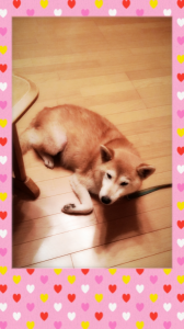 ☆我が家の宝物♪☆ 画像2