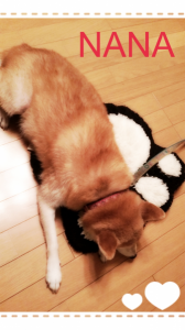 ☆我が家の宝物♪☆ 画像3