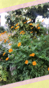 ☆この花が咲く頃には・・ 画像1