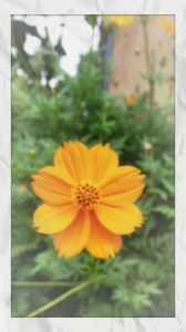 ☆この花が咲く頃には・・ 画像2