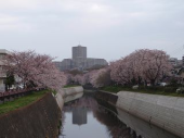 通勤と桜 画像1