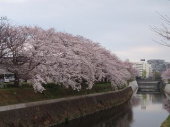 通勤と桜 画像2
