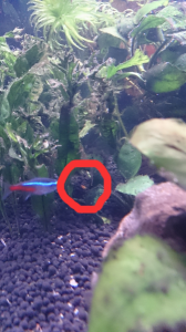 ２匹目ちゃん発見～(*^^*) 画像1