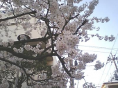 桜 画像1
