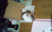 ☆寒くなりました☆ 画像1