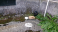傷ついた子ノラ猫