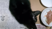 傷ついた仔ノラ猫第二話 画像3