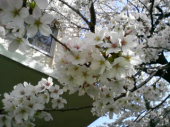 学校とお花見☆ 画像1