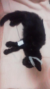 仔猫が危機