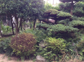 草むしり 画像1