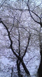 満開♪ 画像1