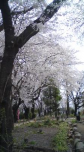 満開♪ 画像2