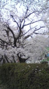 満開♪ 画像3