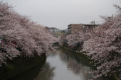 花見 画像1