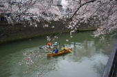 花見 画像2