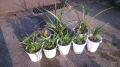 洋ランの植え替え
