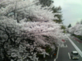 ☆桜夜☆