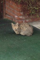 『ギック～（－－；』 画像1