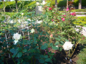 綺麗な花には棘が有る 画像2