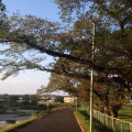 出雲駅伝♪