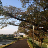 出雲駅伝♪ 画像2