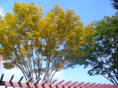 色付く街を楽しむ秋 画像2