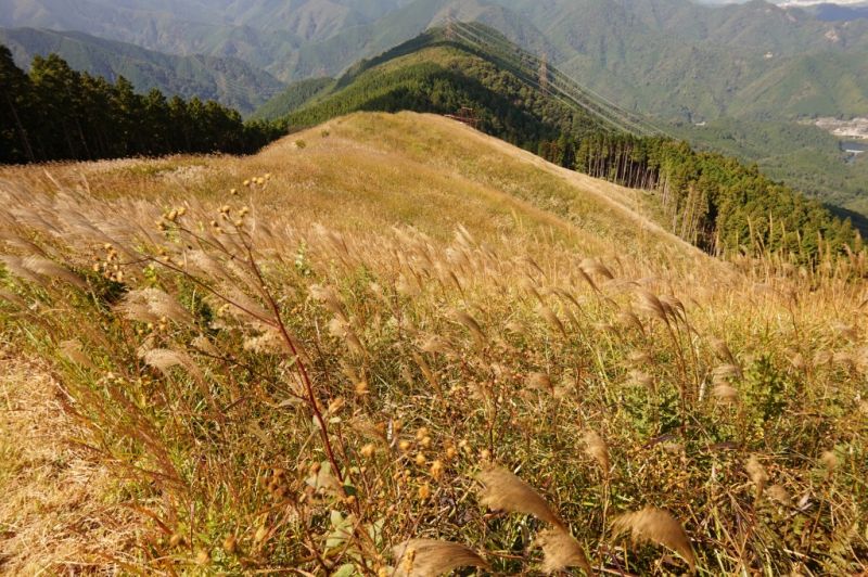 岩湧山の花すすき 健康管理カラダカラノート