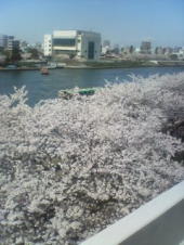 隅田川の桜 画像1