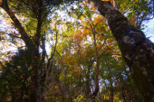 紅葉の金剛山　カヤンボ谷～モミジ谷 画像1
