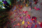 紅葉の金剛山　カヤンボ谷～モミジ谷 画像2