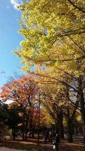 北大イチョウ並木に感動！！ 画像2