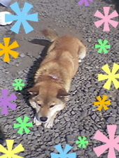 『今日は犬の日～　』 画像2