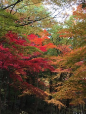 ゴルフ…からの紅葉園 画像2