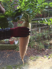 ふろふき大根 画像1