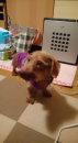 ☆久しぶりわんこのいる生活☆