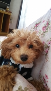 犬飼う… 画像1
