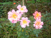 ◊新年に◈誓う◊ 画像1