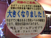 Dr.フィッシュ、スゲー 画像1