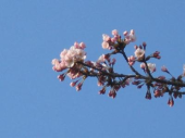 待ちに待った櫻が咲いた。＼(*・_・*)／ 画像2