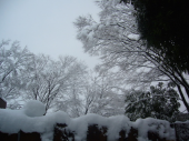 ☃東京☃☃初積雪☃ 画像3