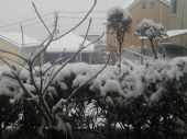 雪積もってます。 画像1