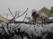 雪積もってます。 画像2