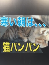 『猫バンバン～』 画像1