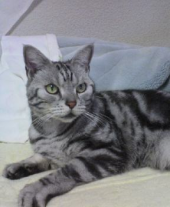 「愛猫が死んだ 画像1