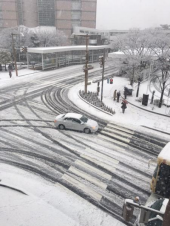 梅が咲いたのに…雪 画像2