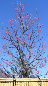 ≈❀≈春一番≈❀≈ 画像2