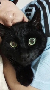 猫の日？ 画像1